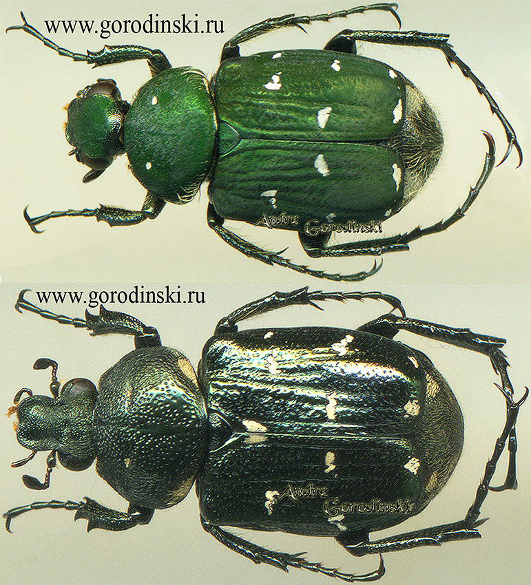 http://www.gorodinski.ru/cetoniidae/Paratrichius dombrovskii.jpg